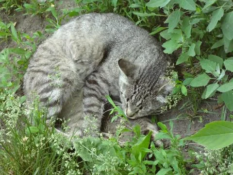 The cat Stock Photos