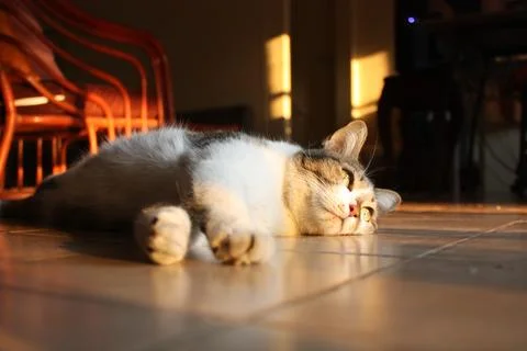 Cat. Stock Photos