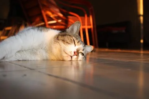 Cat. Stock Photos
