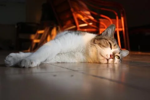Cat. Stock Photos