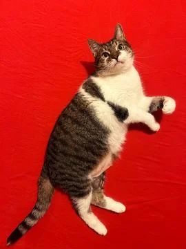Cat Stock Photos