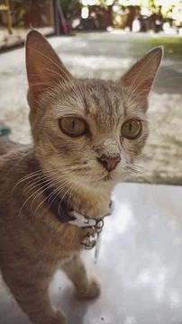 The cat Stock Photos