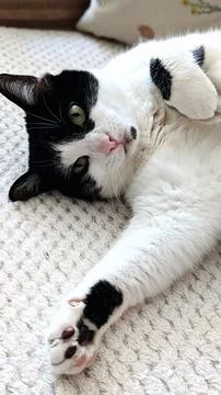 Cat Stock Photos