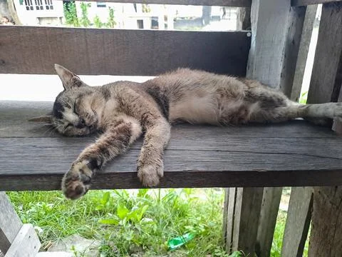 A cat Stock Photos