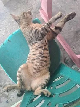 A cat Stock Photos