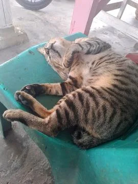A cat Foto stock