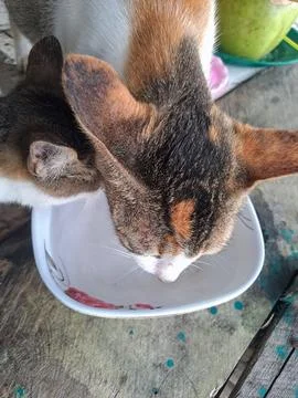 A cat Foto stock