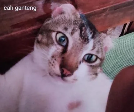 Cat Fotos de archivo