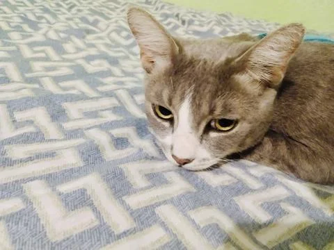 Cat Stock Photos