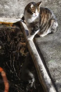 The cat  . Stock Photos