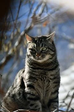 The cat Stock Photos