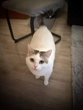Cat 写真素材