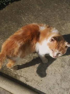 Cat 写真素材