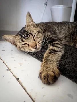 Cat Stockfoto's