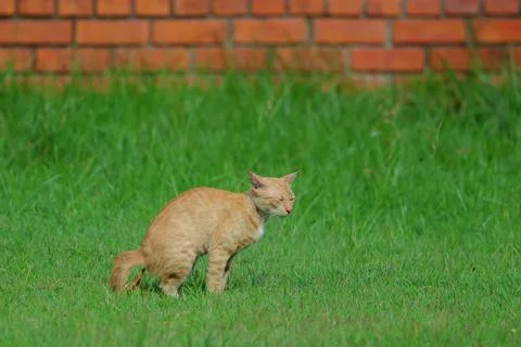 Cat Stock Photos