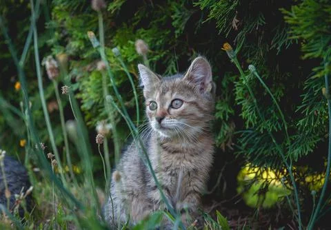 Cat photo Stock Photos