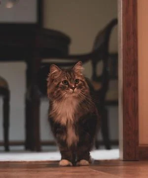 Cat Photo Stock Photos