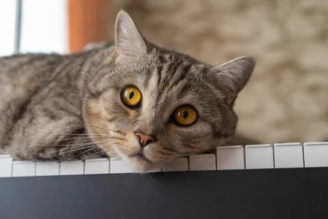 Cat on piano keys Stock Photos