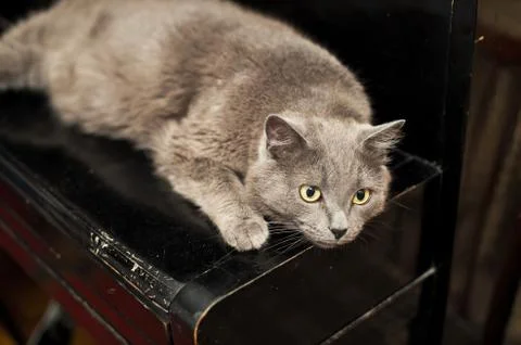 Cat on a piano. Stock Photos