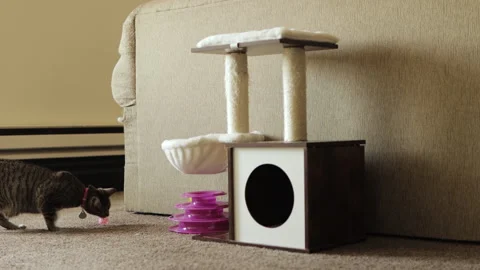 Cat Picking Up Toy and Running Away with It Video stock 240953887