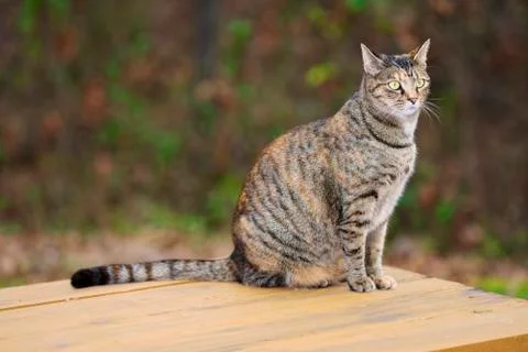 Cat on picnic table outdooes in fall Stock Photos