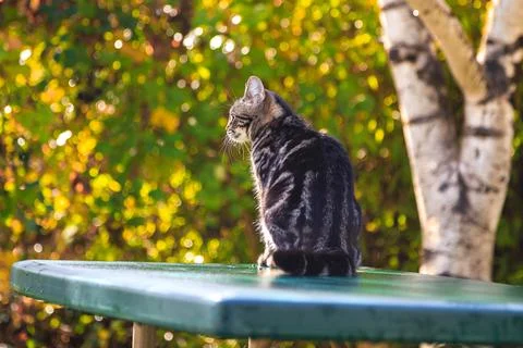 Cat on the Picnic Table at Sunset Stock Photos