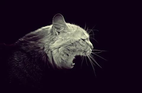 Cat picture Stock Photos