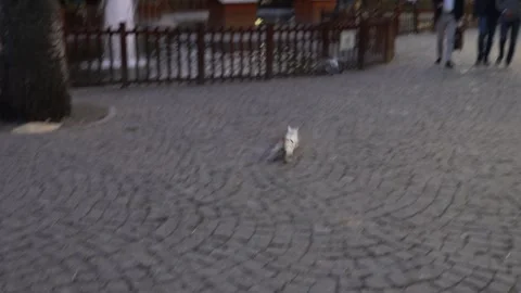 Cat pigeon Stock Footage 282176676