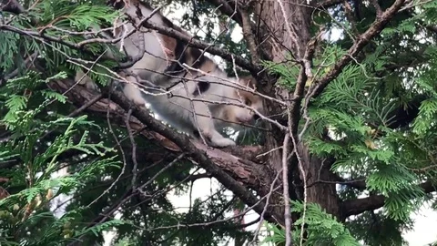 The Cat On Pine 動画素材 82688627