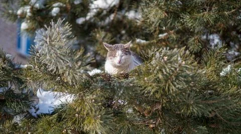 Cat on the pine tree. Stock Photos