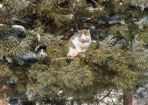 Cat on the pine tree. Stock Photos