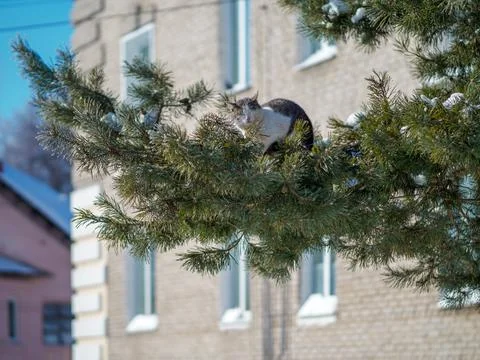Cat on the pine tree. Stock Photos