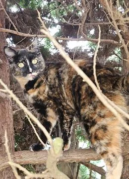 Cat in a pine tree Stock Photos