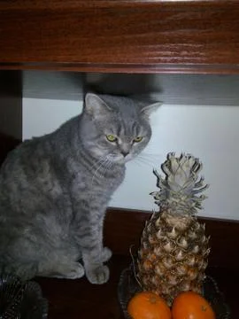 Cat with pineapple Stock Photos