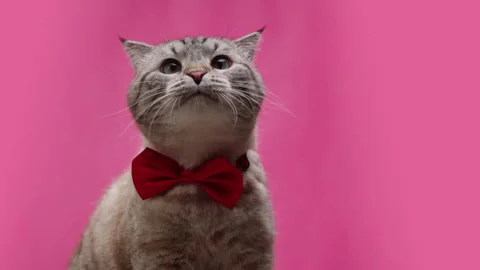 Cat on pink background close-up, Scottish Fold licking glass. Domestic animal Stock-Footage 175512920