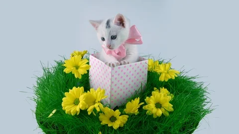 Cat with pink bow sitting in the present box on grass Stock Footage 91720176
