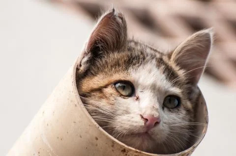Cat in the pipe Stock Photos