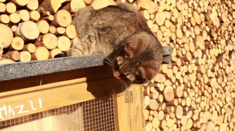 Cat plaies Stock Footage 34962821