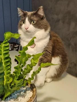 Cat With Plant On Table Stock Photos