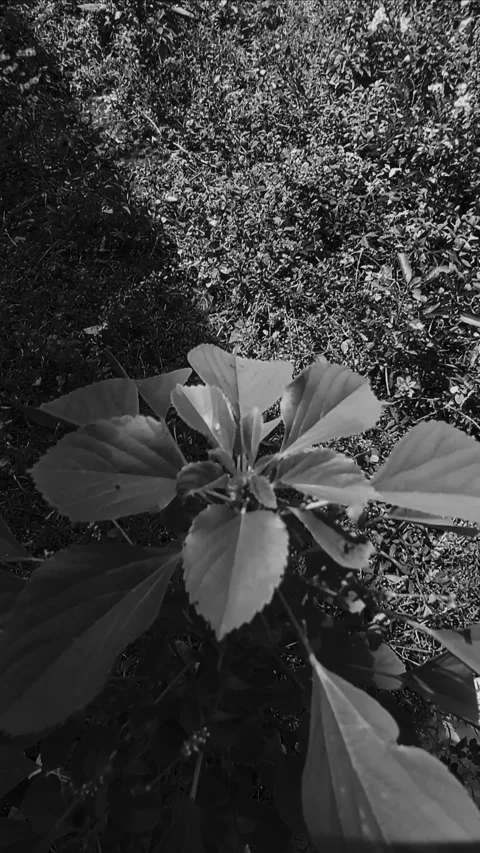 Cat-plant under Diagonal Light, BNW Stock-Footage 281417960