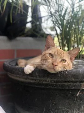 Cat In Planter 库存照片