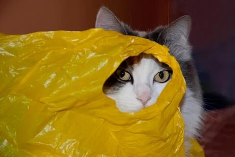 Cat in a plastic bag Stock Photos