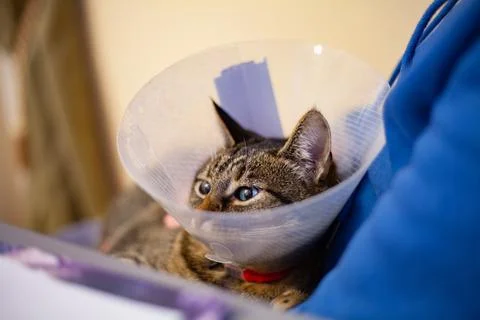 Cat in a plastic cone Stock Photos