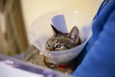 Cat in a plastic postoperative cone 스톡 사진