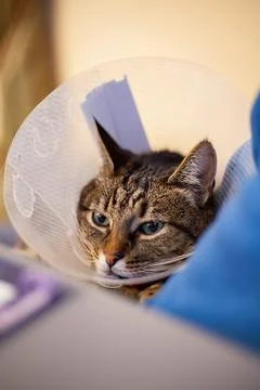 Cat in a plastic postoperative cone Stock Photos