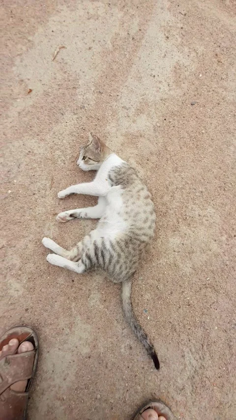 Cat play on floor,   Nice cat play on floor in sambalpur Odisha 스톡 동영상 153921637