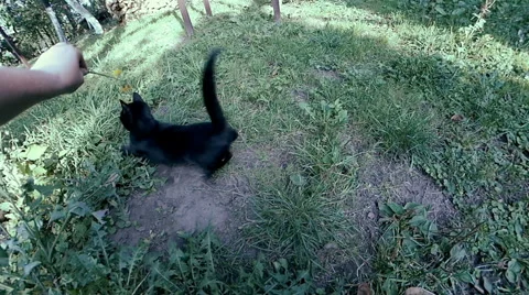 Cat play with flower Stock Footage 60407547