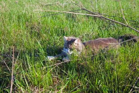 Cat play in the grass Stock Photos