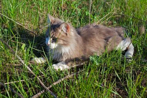 Cat play in the grass Foto stock