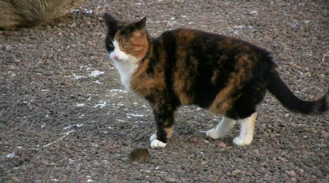 Cat play with mouse 動画素材 583361